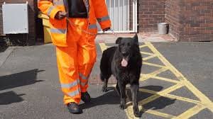 Professional Security Dog Services Bristol for High Level Protection