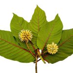 Why Popup CNX Is the Leader in Natural Kratom Tea Thailand