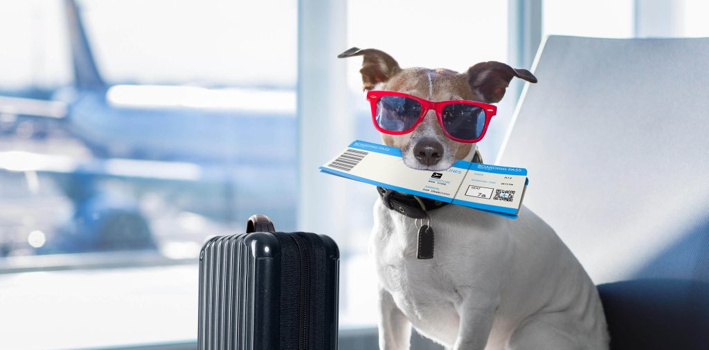 International-Health-Certificates-1