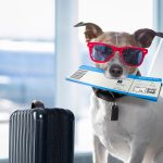 Fast Animal Health Certificates Across the UK via Vet Home Certs